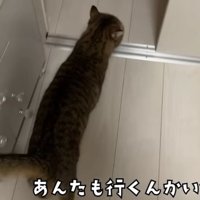 室内にいる猫