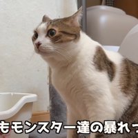 大人の猫