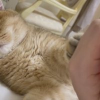 飼い主の手を拒む猫