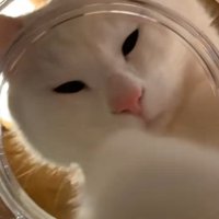 瓶の中に手を入れる白猫