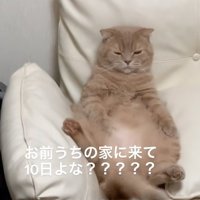 尻尾を振る猫