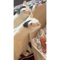 猫と赤ちゃん