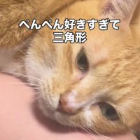 お尻を叩いてもらっている猫