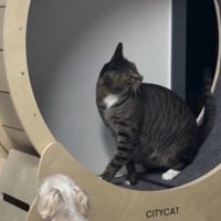 グルーミングする猫