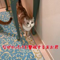 テーブルの下からパパさんを見る猫