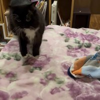 ベッドの上にいる猫