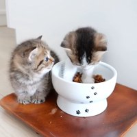子猫を見る子猫