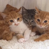 4匹の猫
