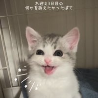 ケージの中で鳴く子猫