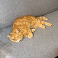 ソファにいる猫