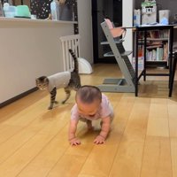赤ちゃんのそばを歩いていく猫