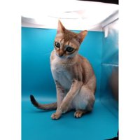 小型スタジオにいる猫