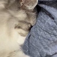 腕を掴む猫
