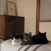 香箱座りをしている3匹の猫