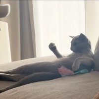 ガッツポーズする猫