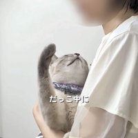 飼い主さんの顔に手を伸ばすシャムトラ猫