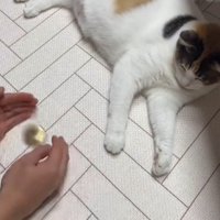 両手で物をシャカシャカ左右に振る