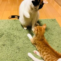 猫パンチしそうな猫