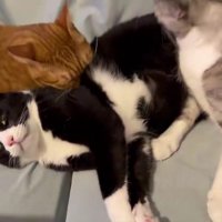 2匹の猫に毛づくろいされる猫