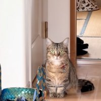 固まる猫