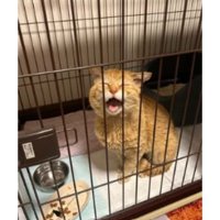 ケージの猫