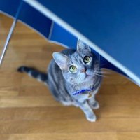 傘の下でカメラ目線の猫