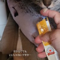 おやつを見つめる猫