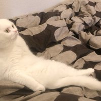 腰を曲げて座る猫