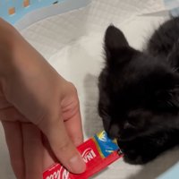 おやつを食べる猫