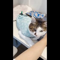 こちらを見上げて