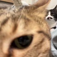 キジトラさんのドアップ