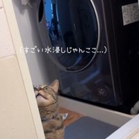 天井を見ている猫