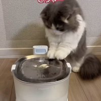 給水機に両前足を乗せている猫