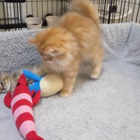 ぬいぐるみにじゃれつく兄猫