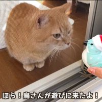飼い主が持つ鳥のおもちゃに顔を近づける茶トラ猫