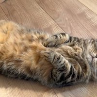へそ天