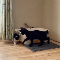 トイレ後ろにいた子猫を見に来た黒猫