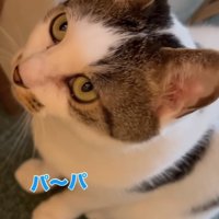 カーペットの上に座って斜め左上を見上げるキジ白