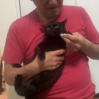 横向きに抱っこされる猫の写真3