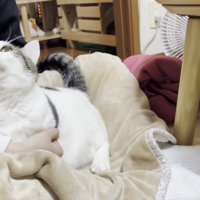 娘さんを見上げる豆大福さん