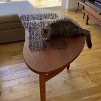 テーブルの上に敷かれた猫よけマットと、テーブルの上に座る猫