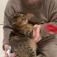 首輪を投げ飛ばす飼い主さん