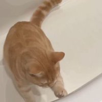 浴槽にいる猫