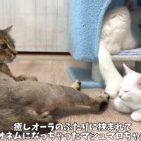 くつろぐ成猫2匹と子猫