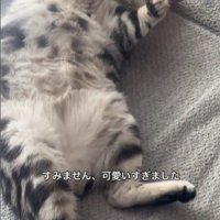 絨毯の上で寝ている猫