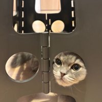 ステップ台と猫