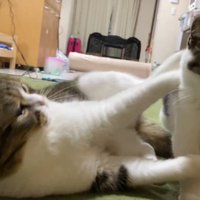 子猫の足を乗せる成猫