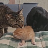 子猫の周りに集まる猫たち
