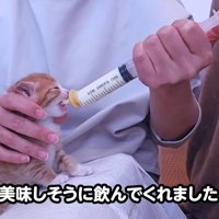 ミルクを飲ませられている子猫