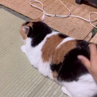 伏せの姿勢でなでられる猫